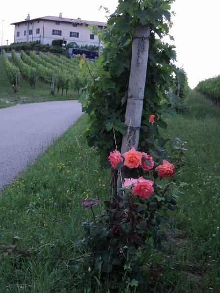 The rose is the indicator of the vine's health...