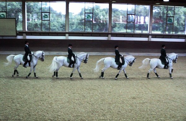 Lippizaner stallions