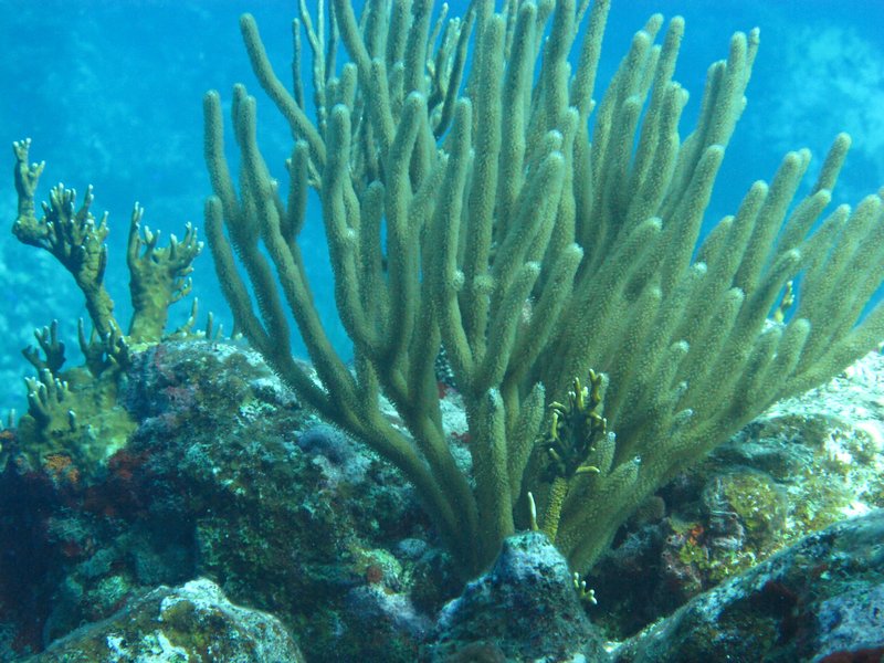 Wavy coral