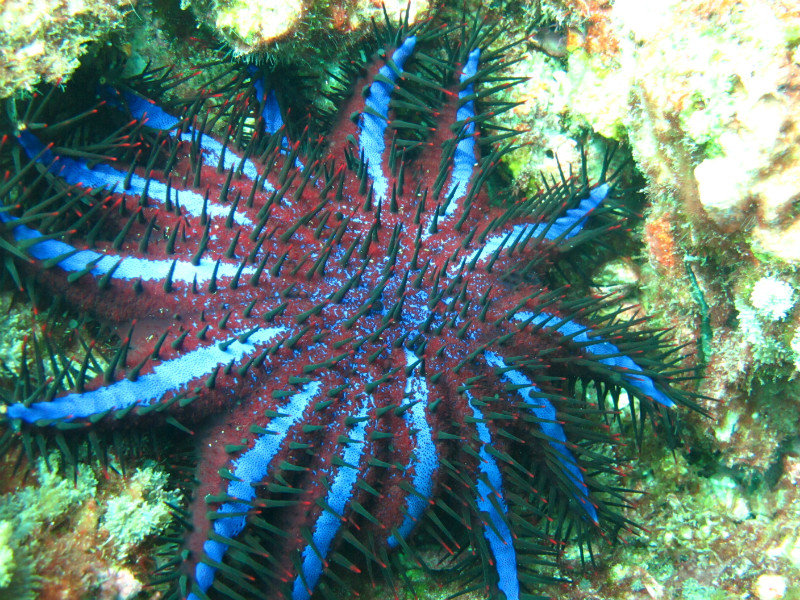 Crown of Thorns Starfish