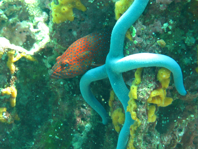 Blue Star Fish & Peacock Wrasse