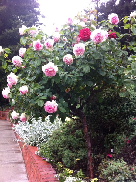 Rose Tree at Korbel