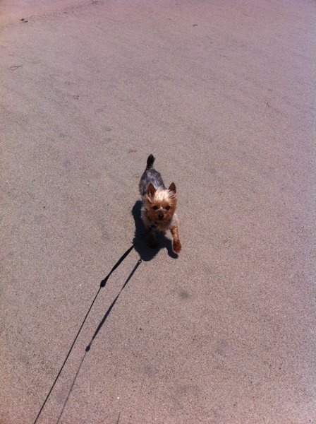 Bentley at the Beach