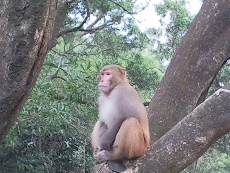 Lookout monkey