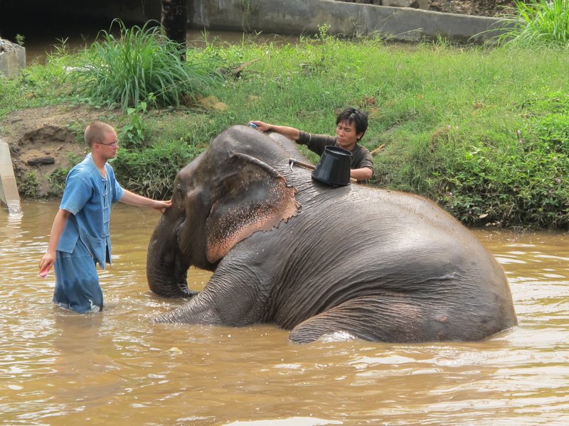 Tris giving the elephant its morning wash