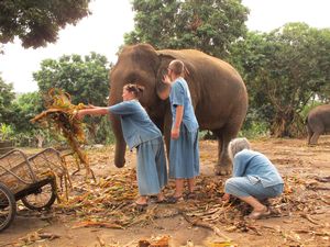 Cleaning up after the elephants