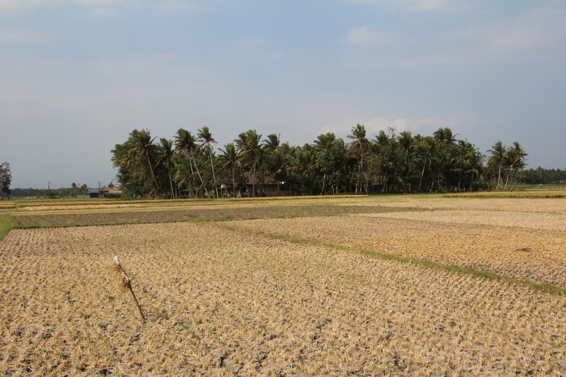 Dried up rice field