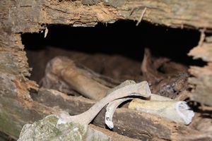 Inside a coffin | Photo