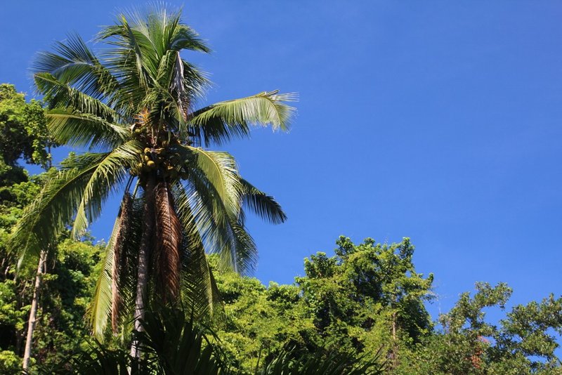 Coconut Garden