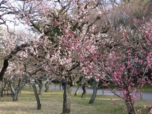 The flowering Plum trees