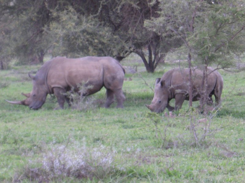 Rhinos, mother and calf