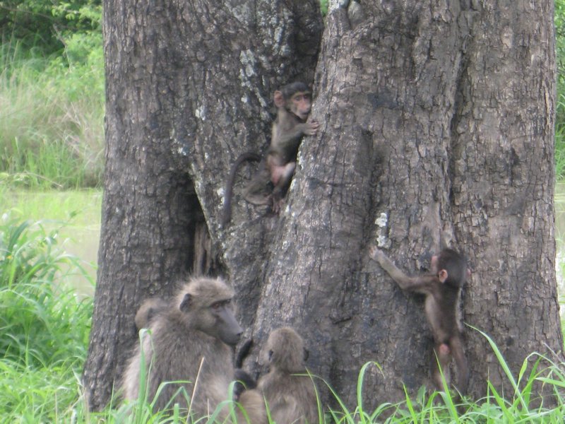 Baboon babies playing