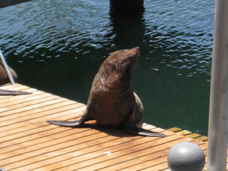 Seal at V&A waterfront