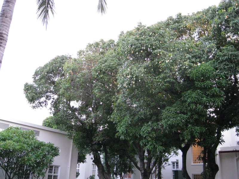 Mango tree laden with mangoes