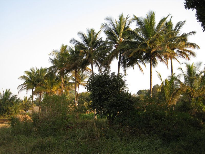 Coconut fronds standing like sentinels