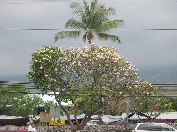Plumeria and coconut tree