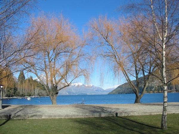Leafless trees in Queenstown
