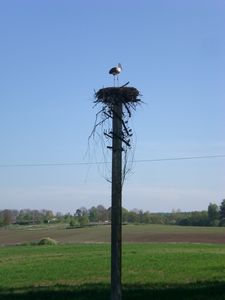 One of many Storks