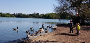 Feeding the ducks and geese at Prospect Park