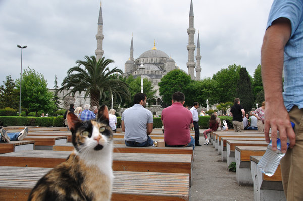 Blue Mosque and cat