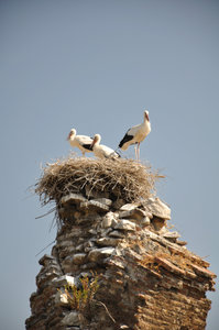 Stork family on the aqueduct ruins