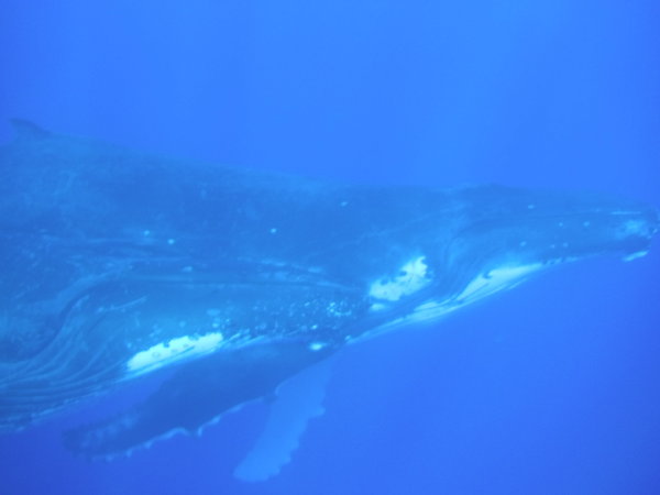 Snorkelling with whale
