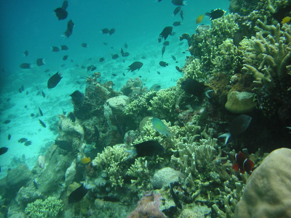 Snorkelling at Mbike