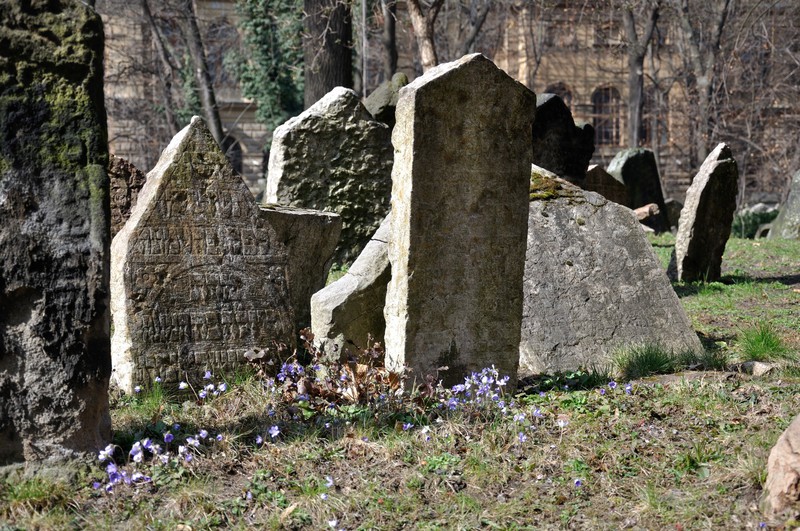 Crocus amongst the tombstones 