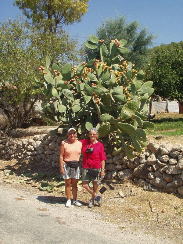 Patara Cactus