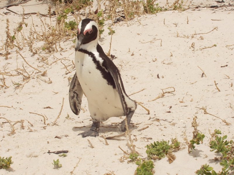 African penguins - Simonstown