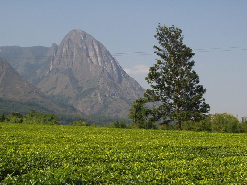Mulanje Tea Plantation