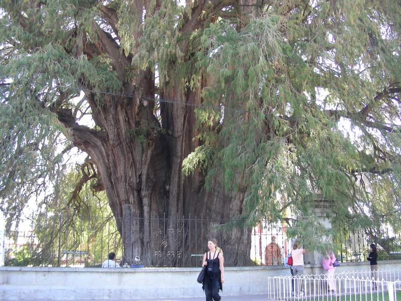 World's widest tree?