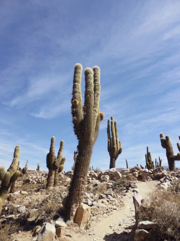 Giant cacti at the pucará ruins 