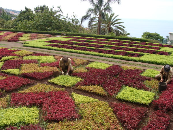 Gardening in Madeira