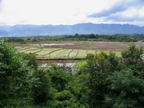 Die Reisfelder rund um Muang Sing