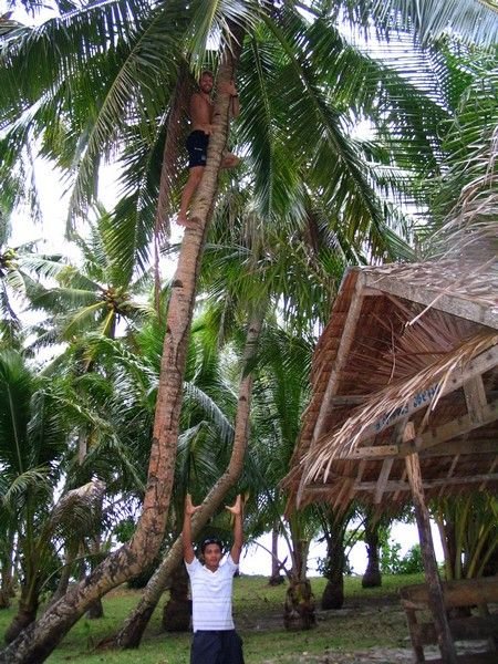 climbing the palm