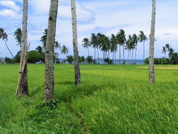 Reisfelder, Palmen und Mantique Island