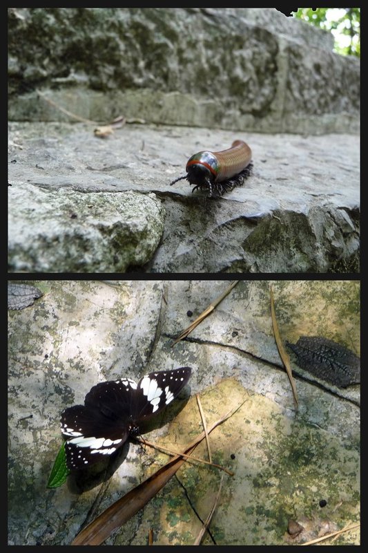 a 15cm centipede and a huge butterfly