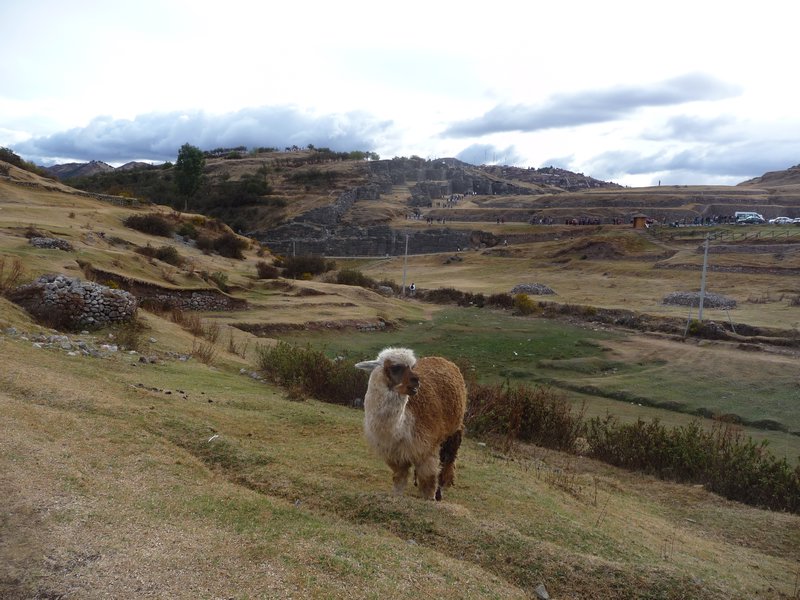 Peru, Inka-Tempel, Touris und Alpacas