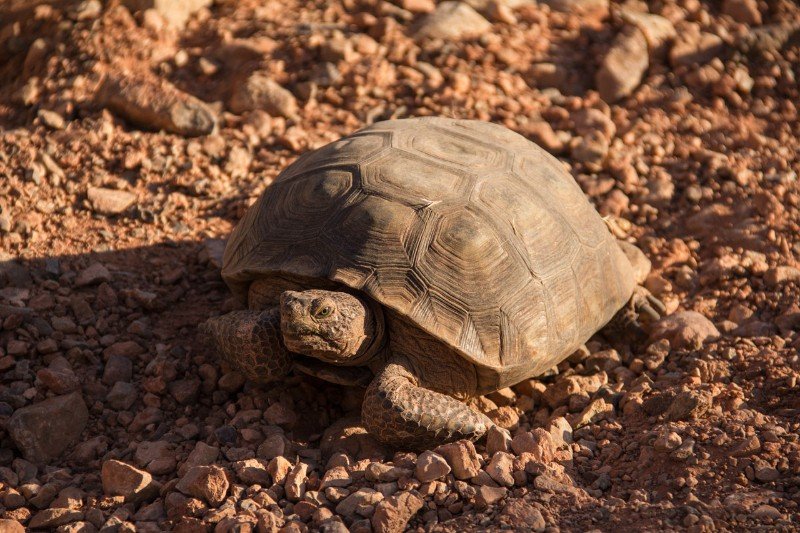 in den Red Rocks leben wirklich Schildkröten wild