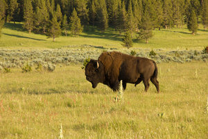 Wilder Büffel im Yellowstone National Park