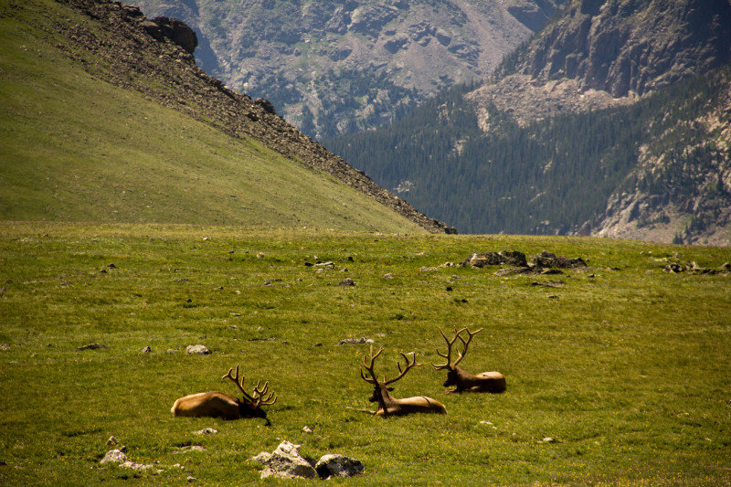 Hirsche im Rocky Mountain National Park