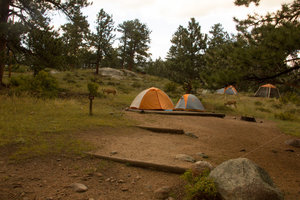 Rehe auf unserem Campingplatz
