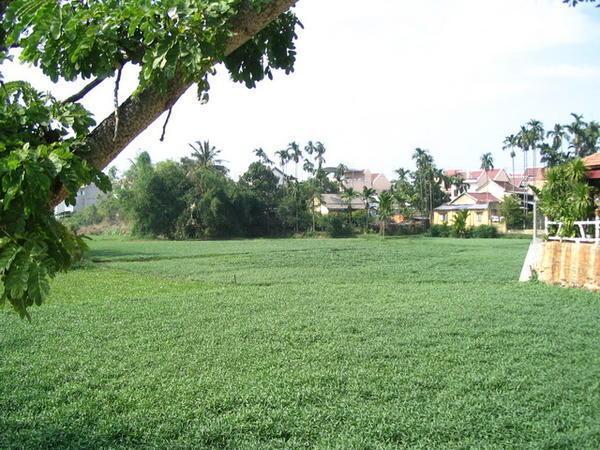 Reisfelder, mitten im Ort