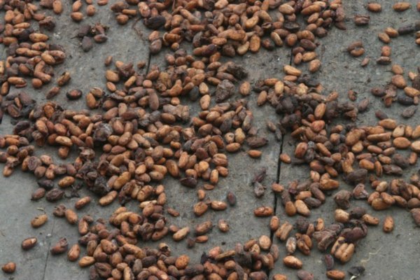 Cacao Drying
