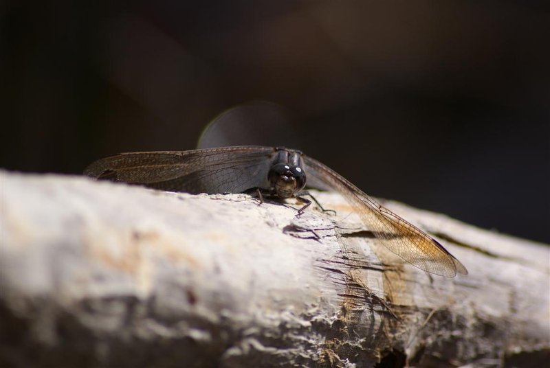 A dragonfly on Fraser Island