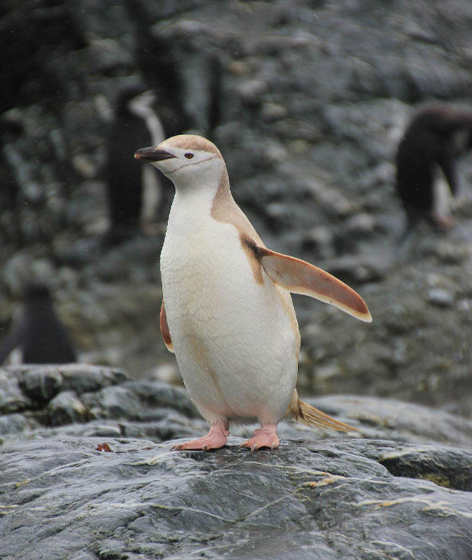 A white Chinstrap Penguin