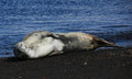 Leopard Seal at Deception Island