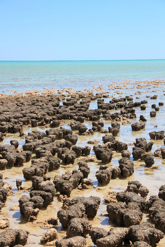 Stromatolites, Shark Bay