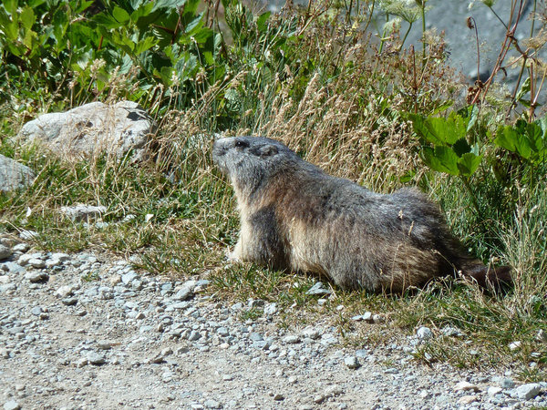 Marmot | Photo